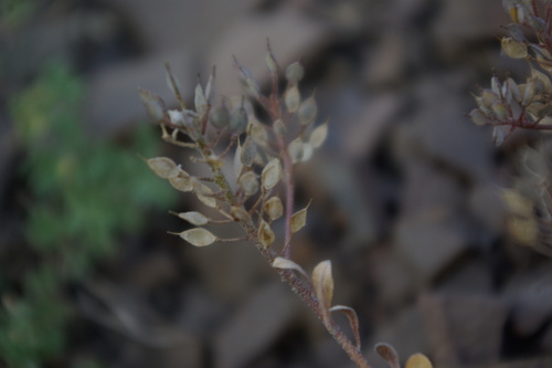 Alyssum gehamense