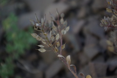 Odontarrhena gehamensis