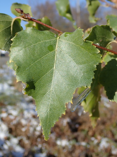 Karpotasis beržas nuotrauka