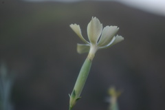 Dianthus lanceolatus