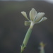 Dianthus lanceolatus - Photo (c) ramazan_murtazaliev, algunos derechos reservados (CC BY-NC), subido por ramazan_murtazaliev
