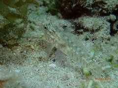 Coryphopterus glaucofraenum