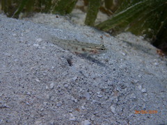 Coryphopterus glaucofraenum