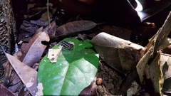 Silverstoneia flotator