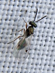 Miscogastrinae