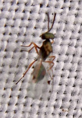 Miscogastrinae