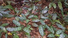 Aglaonema