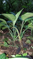 Aglaonema