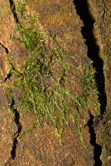 Hypnum resupinatum