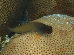 Ophioblennius macclurei