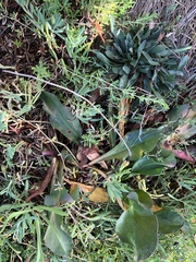 Limonium californicum