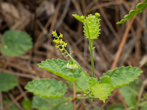 Florida Keys Noseburn (Tragia saxicola)