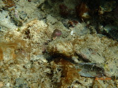 Malacoctenus macropus