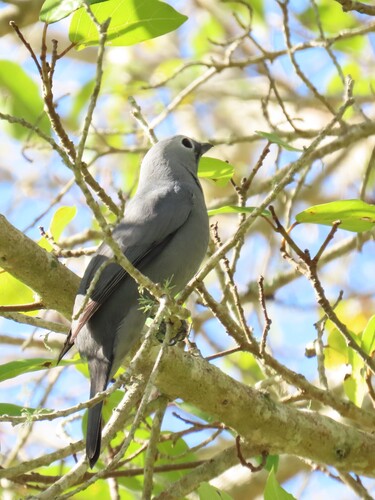 Grey Cuckooshrike (Ceblepyris caesius), photo 8