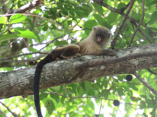 Black-tailed Marmoset