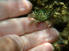 Mithraculus sculptus