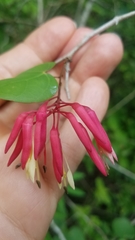 Bauhinia erythrocalyx
