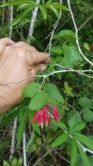 Bauhinia erythrocalyx
