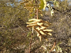 Prosopis pubescens