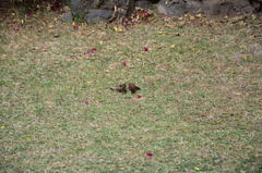 Lagonosticta senegala