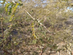 Prosopis pubescens