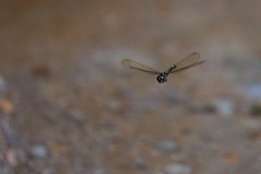 Brechmorhoga nubecula