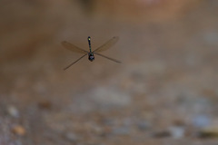 Brechmorhoga nubecula