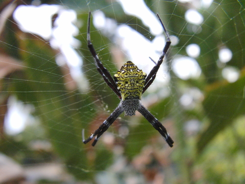 Hawaiian Garden Spider