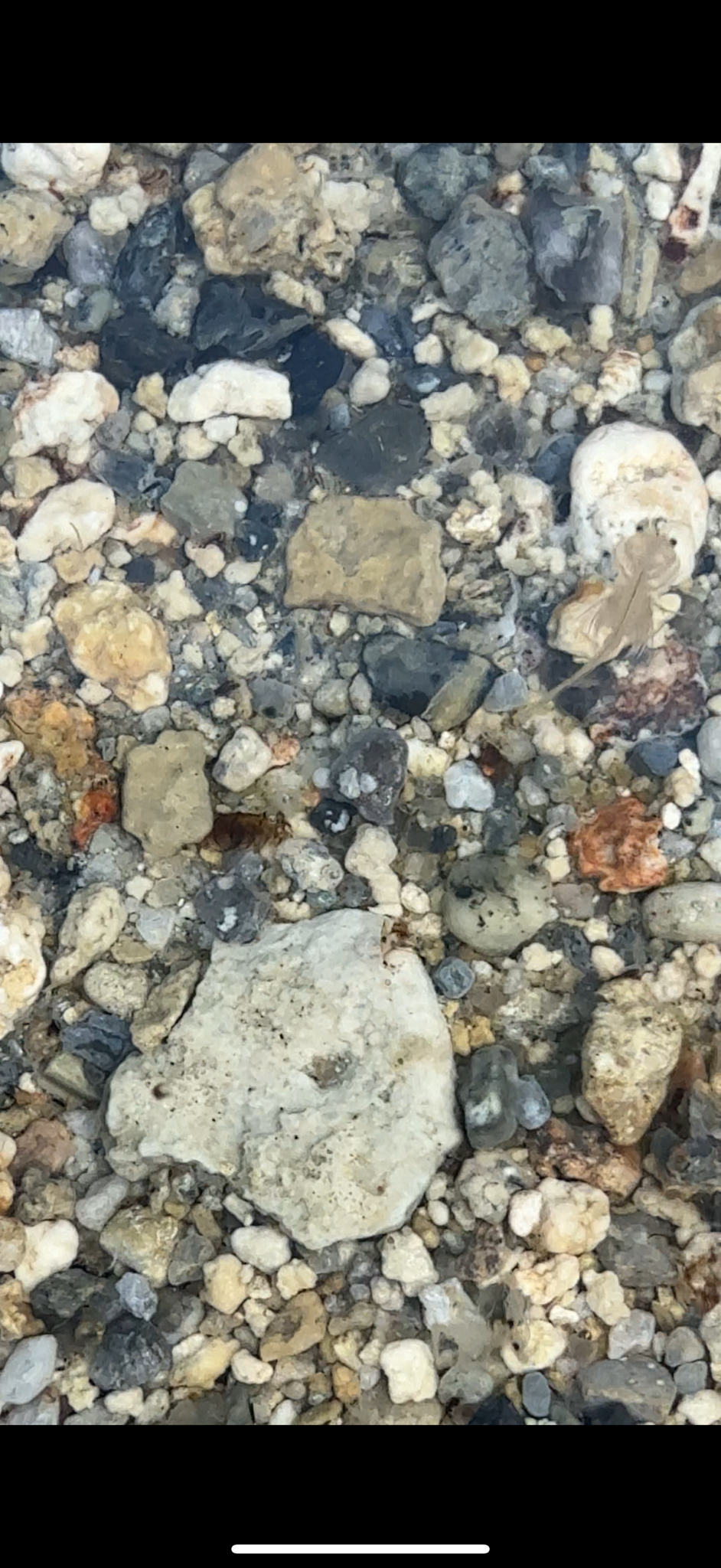 Artemia monica Verrill, 1869