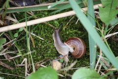 Webbhelix multilineata