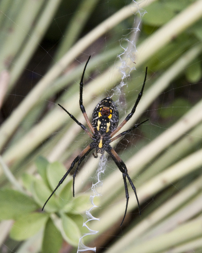 Yellow Garden Spider, photo 3 of 10