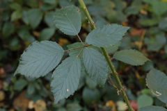 Rubus lindleianus