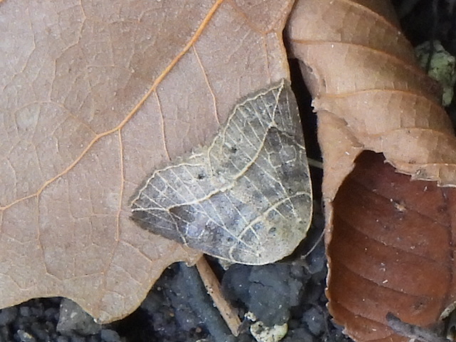 Thin-lined Owlet