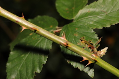 Rubus lindleianus