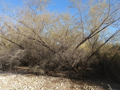 Prosopis pubescens