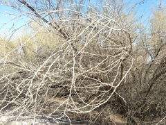 Prosopis pubescens