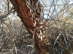 Prosopis pubescens