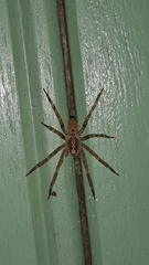 Zoropsis spinimana