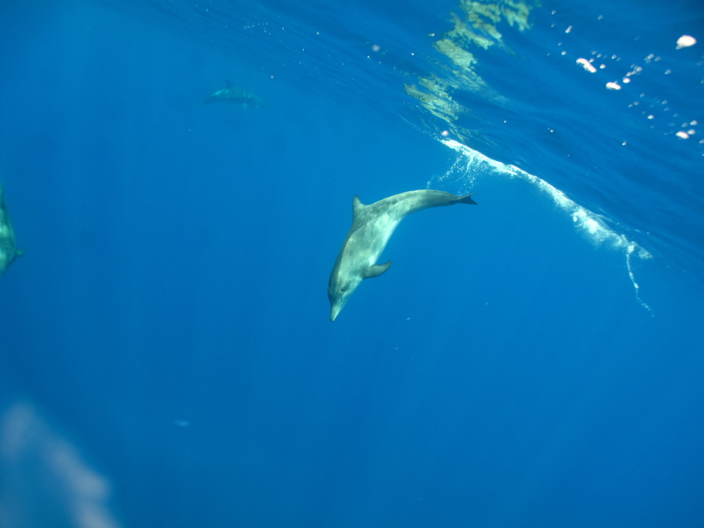 Rough-toothed Dolphin from Santa Elena, STHL 1ZZ, Santa Elena on ...