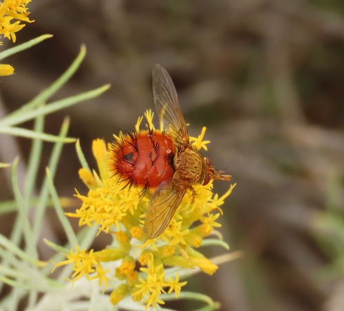 Unknown species found near Park County, WY, USA