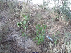 Cistus populifolius