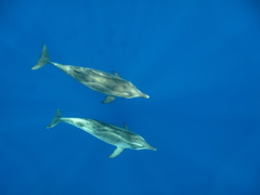 Steno bredanensis