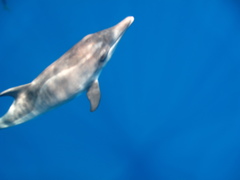 Steno bredanensis