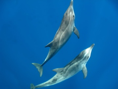 Steno bredanensis