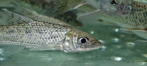 Spotted barbel (Hemibarbus maculatus) — Cyprinidae