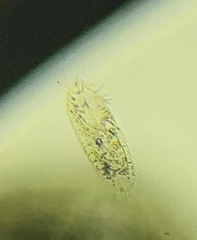 Oxytrichidae