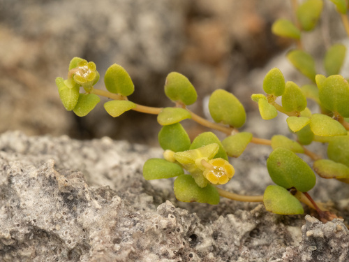deltoid spurge (Euphorbia deltoidea)