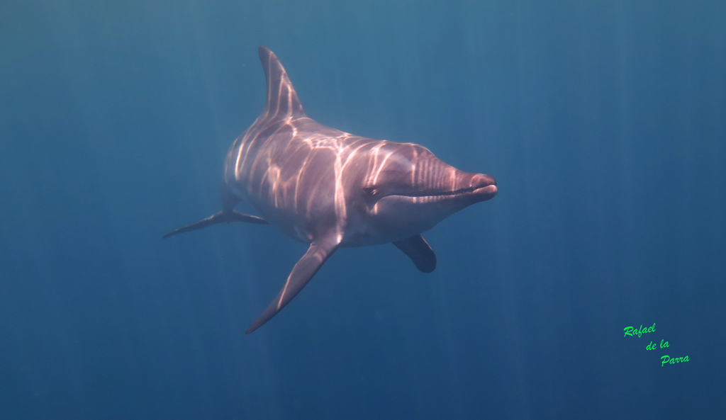 Rough-toothed Dolphin from South side Utila Island, Honduras on April ...