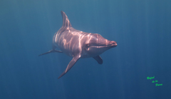 Steno bredanensis