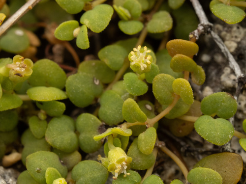 Euphorbia deltoidea ssp. deltoidea